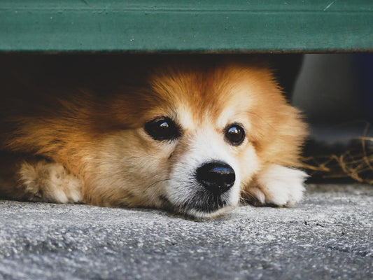 Bir şeyin altına saklanmış masum yatan köpek