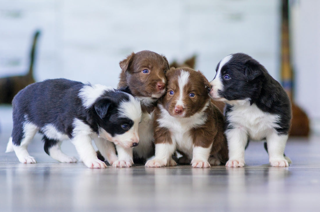 Köpek Maması - Köpek Beslenme Önemi